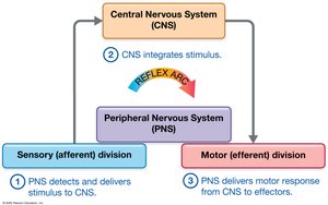 Reflex arc diagram