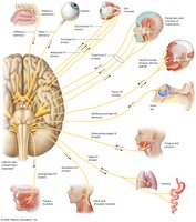 Overview of cranial nerves
