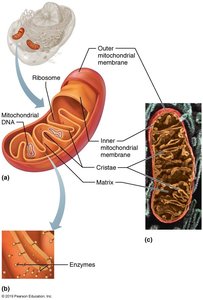 Structure of mitochondria