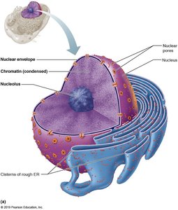 Structure of the nucleus
