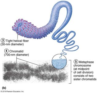 Chromatin condensation into chromosomes
