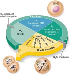 Cell cycle phases and checkpoints