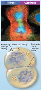 Telophase and cytokinesis
