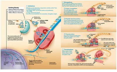 Steps of translation at the ribosome