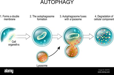 Steps of autophagy