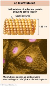 Microtubules structure and function