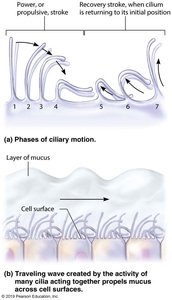 Phases of ciliary motion and mucus movement