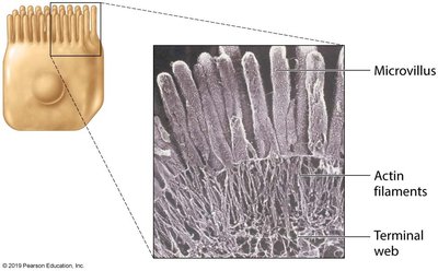 Structure of microvilli and actin filaments