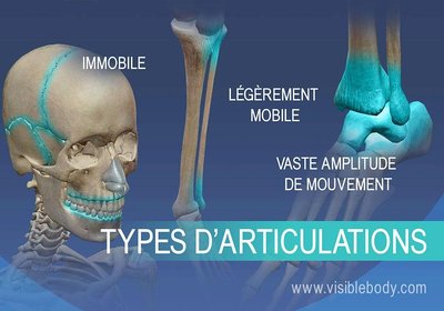 Types d'articulations: immobile, légèrement mobile, vaste amplitude de mouvement