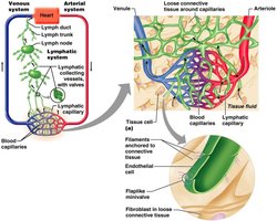 Diagram of lymphatic system and capillary structure