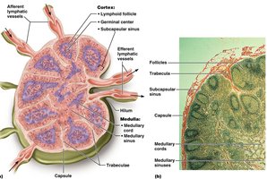 Microscopic view of lymph node stroma