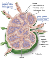 Histological section of lymph node showing cortex and medulla
