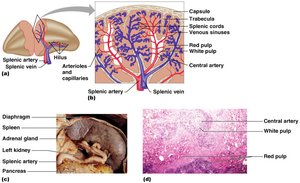 Histological section of spleen showing red pulp