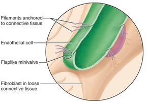 Close-up of lymphatic capillary minivalve structure