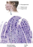 Histological section of tonsil showing follicles and crypts