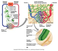Diagram showing lymph flow from capillaries to ducts