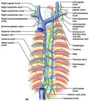 Anatomy of lymphatic ducts and trunks