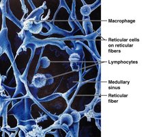 Microscopic view of reticular fibers and lymphoid cells