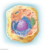 Diagram of a generalized animal cell showing nucleus, organelles, and cytoplasm