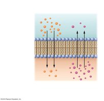 Simple diffusion of nonpolar molecules across the phospholipid bilayer