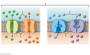 Facilitated diffusion using channels and carriers