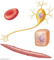Examples of different cell types: red blood cell, neuron, skeletal muscle cell, epithelial cell