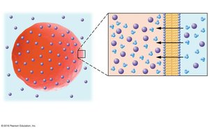 Red blood cell in hypotonic solution (swelling/lysis)