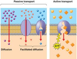 Active transport across the plasma membrane