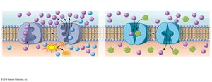 Secondary active transport using Na+ gradient to move glucose