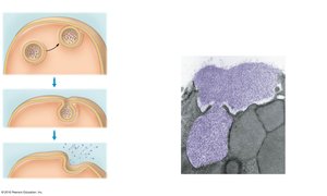 Exocytosis: vesicle fusing with plasma membrane to release contents