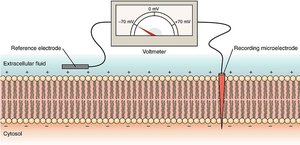 Diagram showing the resting membrane potential across the plasma membrane