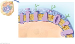 Diagram of the plasma membrane showing phospholipid bilayer, proteins, carbohydrates, and cholesterol