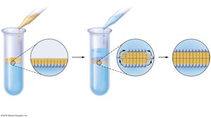 Formation of phospholipid bilayer in water