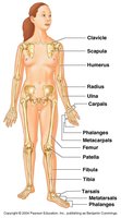 Diagram of the appendicular skeleton with labeled bones