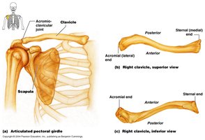 Clavicle and scapula with labeled bone markings and joints