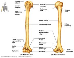 Humerus with labeled anatomical features