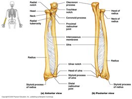 Radius and ulna with labeled anatomical features