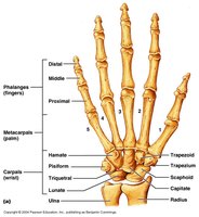 Hand bones with labeled carpals, metacarpals, and phalanges