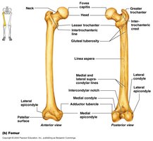 Femur with labeled anatomical features