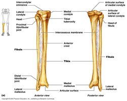 Tibia and fibula with labeled anatomical features