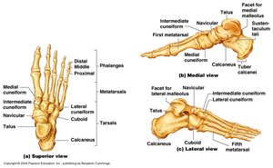 Foot bones with labeled tarsals, metatarsals, and phalanges