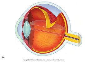Cross-section of the human eye showing anatomical structures