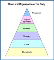 Pyramid diagram of structural organization: chemicals, cells, tissues, organs, organ systems, organism