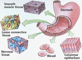 Diagram showing tissues that make up the stomach