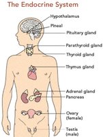 Endocrine system with labeled organs