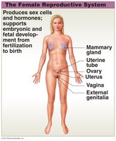Female reproductive system