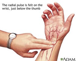 Palpation of the radial pulse at the wrist