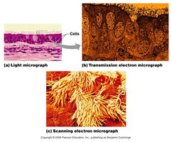 Light, transmission electron, and scanning electron micrographs of tissue