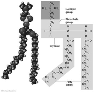 Phospholipid structure