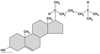 Steroid structure (cholesterol)